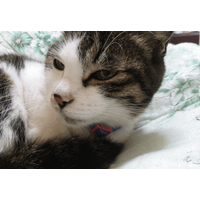 ベランダで…愛猫が網戸に猛ダッシュ　スイスイ登る姿に「忍者！？」しかし次の瞬間⇒まさかの弱点に「あまりに面白い」