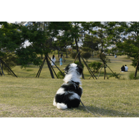 ボロボロで震えていた子犬を保護⇒1年後、わが家に帰宅した瞬間…“見違える姿”に「本当に幸せそう」