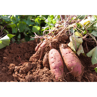 22歳の息子が泥だらけ！？70歳の祖母の“自慢げな様子”に⇒「言葉にできないほど幸せ」