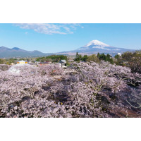 静岡の桜名所・時之栖で春イベント「Spring Festival 2026」花々を愛でグルメに舌鼓