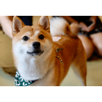 帰宅すると…リビングに散乱したクッション⇒柴犬の必死な行動に「バレバレだよ」