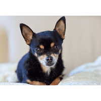 玄関を開けると“ふかふかの道”！？愛犬の謎なお出迎えに「思わず笑った」