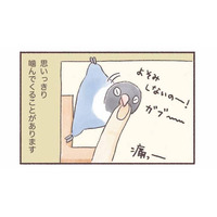 インコもやきもちをやく!? 大好きな飼い主に見せる”嫉妬サイン”【うちのインコたちは今日もおしゃべり #４】