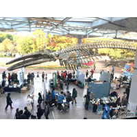 「大阪自然史フェスティバル」11/14-15、大阪市立自然史博物館