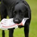 女子、壮大に吹っ飛ぶ！これが「愛犬タックル」だ