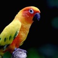 ゴール直後、「走る選手に鳥が着地する」奇跡の場面がこれ