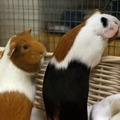 エヴラ、小動物をビビらせる