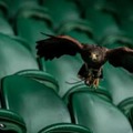 名門リーベル、ピッチを守るために鷹2羽を雇う　そのワケとは
