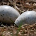 生命の奇跡…サッカーの試合中、鳥がピッチに卵を生む