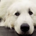 イタリア代表に新マスコット誕生！「犬」モチーフで夢を叶えないか