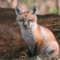 ピッチにキツネが3回乱入。袋で遊ぶ