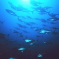 太平洋クロマグロ（アメリカ海洋大気局提供）