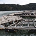 南太平洋・トンガ沖の海底火山噴火の影響で流されて重なり合ったカキの養殖いかだ＝17日午後、三重県鳥羽市