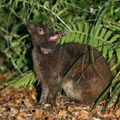 アマミノクロウサギ＝鹿児島県・奄美大島