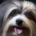 インモービレ、子犬とたわむれる