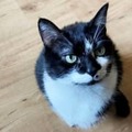 ネコ虐待のズマは見習え！試合に乱入した猫を丁重に扱う3部選手が話題に