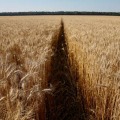 小麦価格14年ぶりの高値 画像