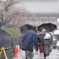 みぞれが降る東京・浅草の仲見世通りを歩く人たち。左は咲き始めた桜＝22日午後0時47分