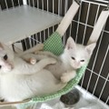 日本動物虐待防止協会が運営するカフェの保護猫＝2020年7月、横浜市（同協会提供）