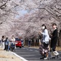福島・富岡町「夜の森」桜まつり 画像