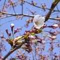 北海道松前町で開花したソメイヨシノ＝21日午前（同町提供）