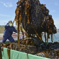 北方領土・歯舞群島の貝殻島周辺の漁で水揚げされたコンブ＝2021年6月、北海道根室市