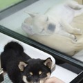 ペットショップに並ぶ子犬＝2019年、東京都内