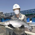 液化天然ガスで冷却された海水を使い、陸上で養殖された「トラウトサーモン」＝2日午後、愛知県知多市