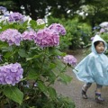 東海地方が梅雨入りしたとみられる14日、アジサイが咲く公園の中を走り回る子ども＝愛知県稲沢市