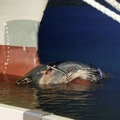 大型貨物船の船首部分に載るクジラの死骸＝23日夜、清水港（清水海上保安部提供）