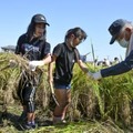 「奇跡の復興米」の稲を刈り取る子どもら＝11日、大阪府富田林市