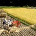 稲刈りの様子＝2017年、長野県内