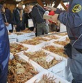 漁が解禁され、初競りにかけられる「越前ガニ」＝6日、福井県越前町