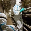 鳥インフルエンザが確認された鹿児島県出水市の養鶏場で、殺処分作業を進める関係者＝18日午前（県提供）