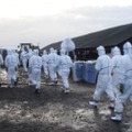鳥インフルエンザが確認された宮崎県新富町の養鶏場で、殺処分作業を進める関係者＝20日午前（県提供）