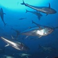 大西洋のクロマグロ（世界自然保護基金提供）