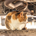 
        寒くなったら「猫バンバン」ボンネット叩くだけでいいの？ 車のエンジンルーム大好き猫対策「万能ではない」
       画像