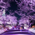 よみうりランド「夜桜ジュエルミネーション」60周年特別バージョンで開催　幻想的な夜桜を散策 画像
