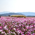 奈良県橿原市は大人の好奇心くすぐる“知らなかった！”が満載　パワスポにグルメ、お洒落カフェも 画像