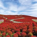 コキア（紅葉）／提供画像