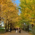 国営昭和記念公園・イチョウ並木／提供素材