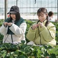 新津ちせ、橋本環奈「おむすび」第125話（C）NHK