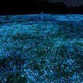 チームラボ《生命は闇に浮かぶまたたく光 - ネモフィラ》（C）チームラボ