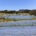 100万本のネモフィラが満開…国営海の中道海浜公園 画像