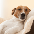 捨て犬を迎え入れた家族　ある日、学校から帰宅すると…まさかの姿に「ありがとう」 画像