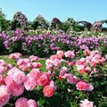 万博記念公園「春のローズフェスタ」5/10-6/8 画像