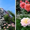 万博記念公園 春のローズフェスタ（イメージ）