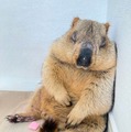 日本初のマーモットカフェ、東京・野方に誕生 可愛いふわふわマーモットたちがお出迎え 画像