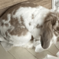 飼い主を待つ耳垂れうさぎ　帰宅すると部屋の光景に…「言葉が出ない」「笑った」