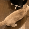 食事中の兄猫のお尻を嗅ぐ妹猫　しかし、よく見ると「ご飯の匂いかな」「繋がるかも」 画像